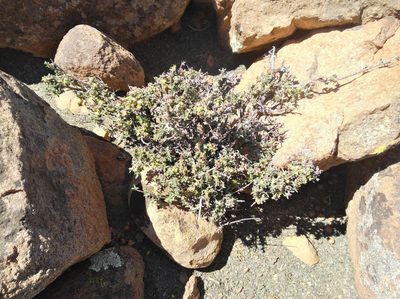 Nenax cinerea, photographed by Brian du Preez