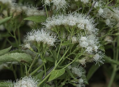 Ageratina herbacea
