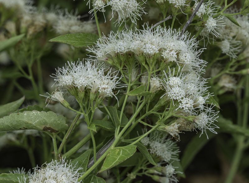 Ageratina herbacea, photographed by Craig Martin