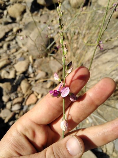 Polygala ephedroides, photographed by Brian du Preez