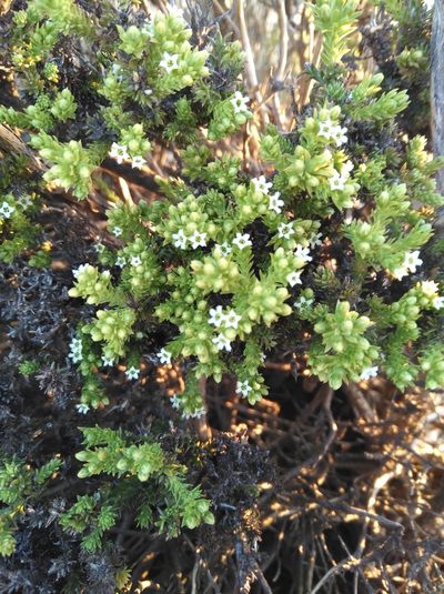 Thesium imbricatum, photographed by Brian du Preez