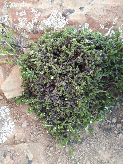 Thesium imbricatum, photographed by Brian du Preez