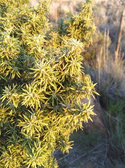 Cliffortia arborea, photographed by Brian du Preez