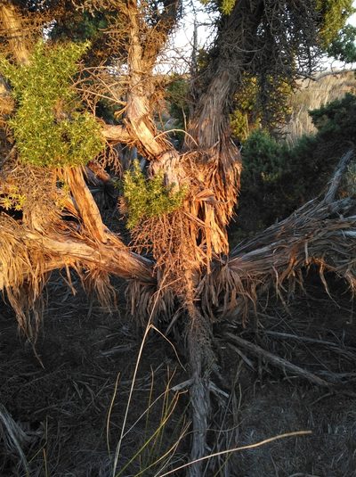 Cliffortia arborea, photographed by Brian du Preez