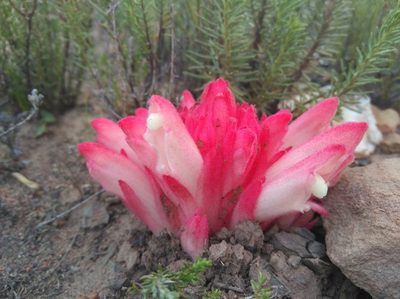 Hyobanche rubra, photographed by Brian du Preez