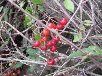 Solanum dulcamaroides, photographed by Oscar Alejandro Morales Juárez