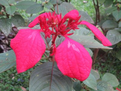Mussaenda erythrophylla, photographed by Diogo Luiz