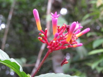 Palicourea marcgravii, photographed by Diogo Luiz