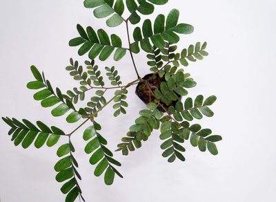 Paubrasilia echinata, photographed by Diogo Luiz