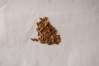 Peltophorum dubium, photographed by Diogo Luiz