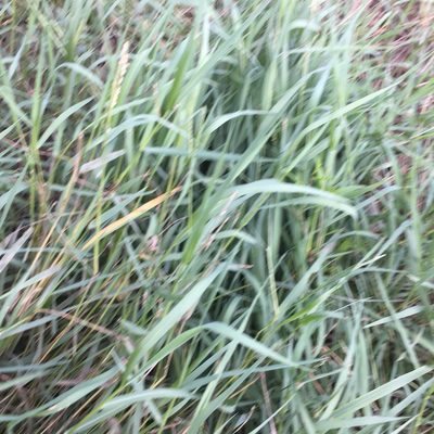 Urochloa platyphylla, photographed by John Kees
