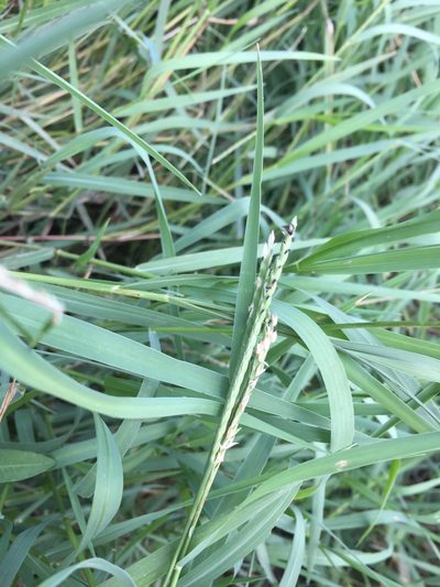 Urochloa platyphylla, photographed by John Kees