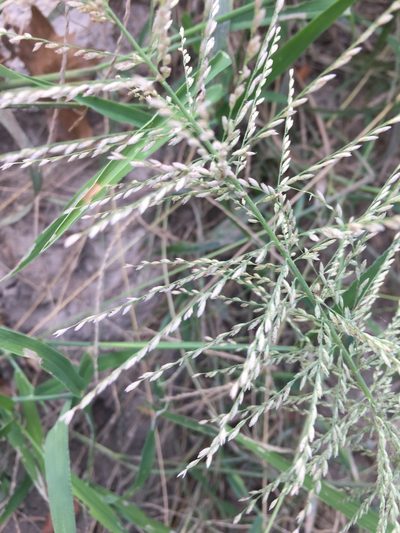 Leptochloa panicoides, photographed by John Kees