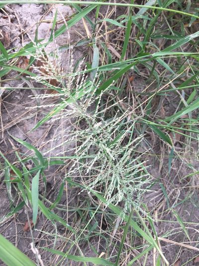 Leptochloa panicoides, photographed by John Kees