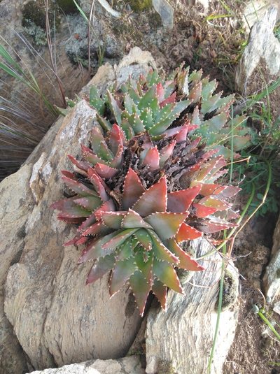 Aloe brevifolia, photographed by Brian du Preez