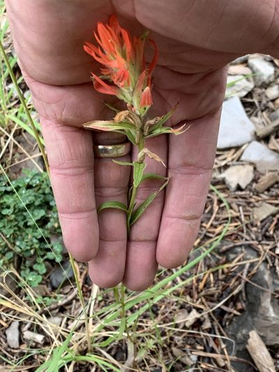 Castilleja wootonii, photographed by CK2AZ