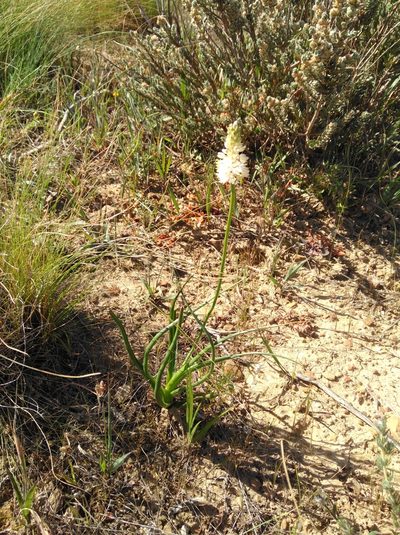 Bulbinella barkerae, photographed by Brian du Preez