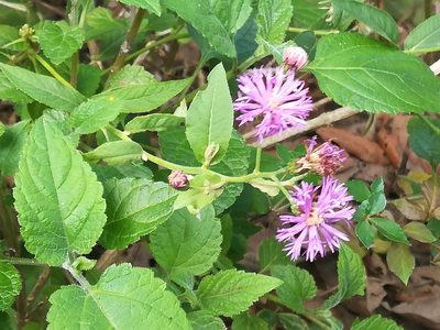 Vernonia greggii, photographed by Francisco Martínez González