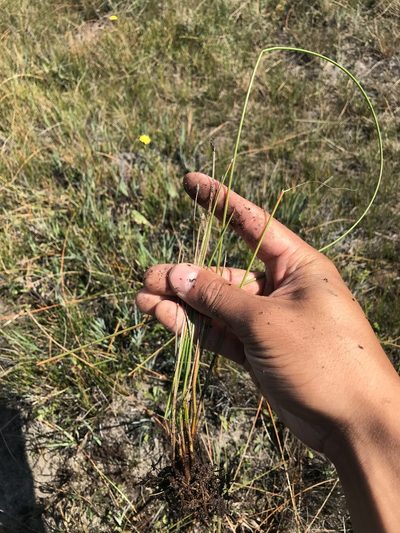 Eleocharis rostellata, photographed by Marcus Tamura