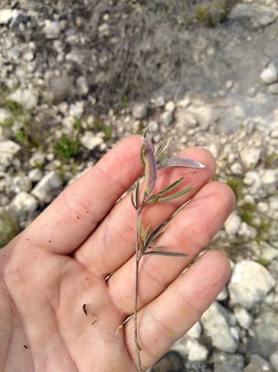 Argyrolobium harmsianum, photographed by Brian du Preez