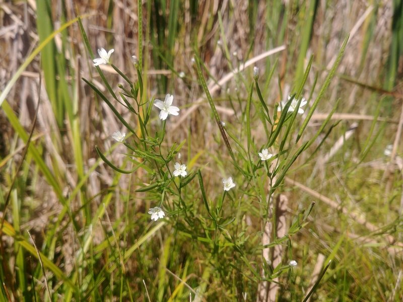Epilobium leptophyllum, photographed by Katie Kucera