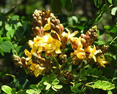 Libidibia sclerocarpa, photographed by Francisco Farriols Sarabia