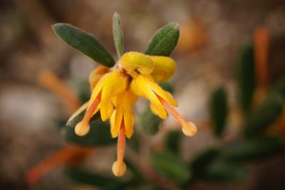 Grevillea chrysophaea, photographed by Rod Lowther