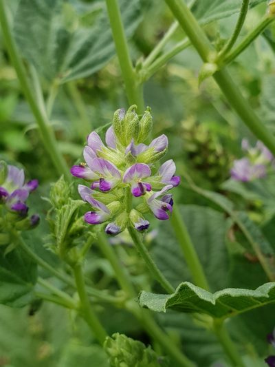Cullen corylifolium, photographed by Aravinth