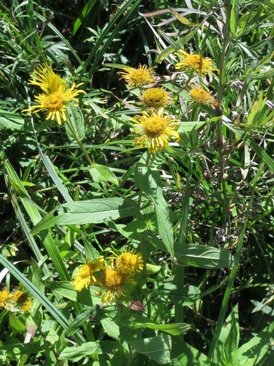 Inula japonica, photographed by Repina Tatyana