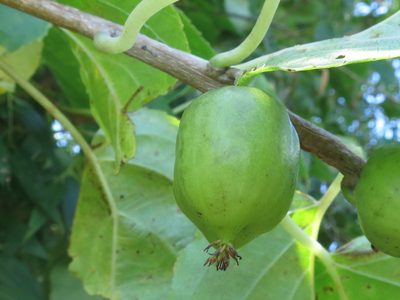 Actinidia arguta, photographed by Repina Tatyana