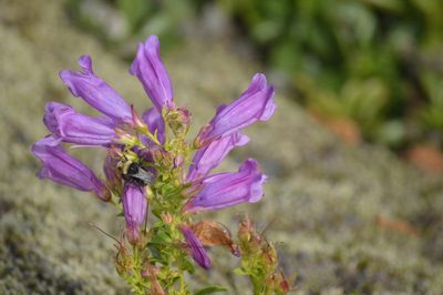 Penstemon cardwellii, photographed by David Anderson
