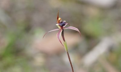 Caladenia clavigera, photographed by Rod Lowther