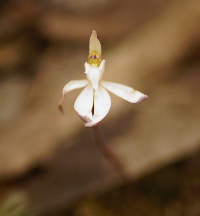 Caladenia caerulea, photographed by Rod Lowther