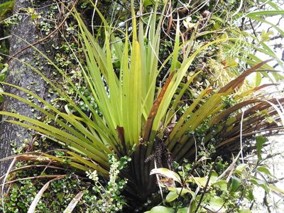 Astelia microsperma, photographed by Emily Roberts
