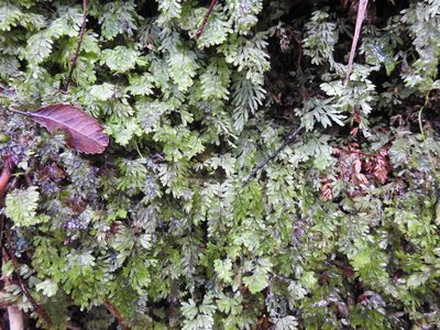 Hymenophyllum revolutum, photographed by Emily Roberts