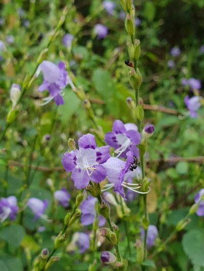 Strobilanthes cordifolia, photographed by Aravinth