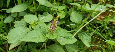Coleus monostachyus, photographed by Ong Jyh Seng