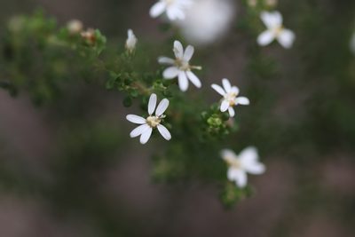 Olearia microphylla, photographed by Jeff Harbrow