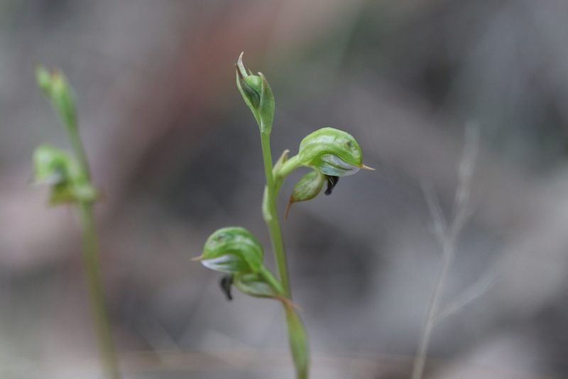 Pterostylis gibbosa, photographed by Jeff Harbrow