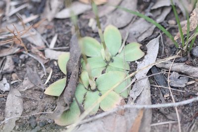 Pterostylis gibbosa, photographed by Jeff Harbrow
