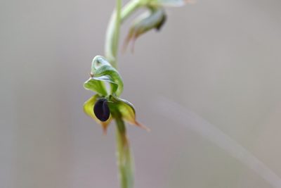 Pterostylis gibbosa, photographed by Jeff Harbrow