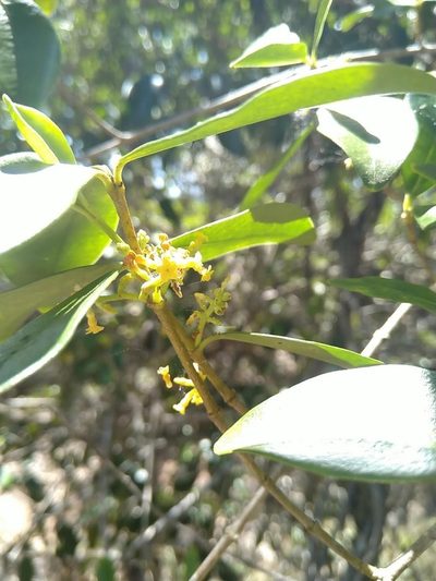 Alyxia spicata, photographed by Tony van Kampen