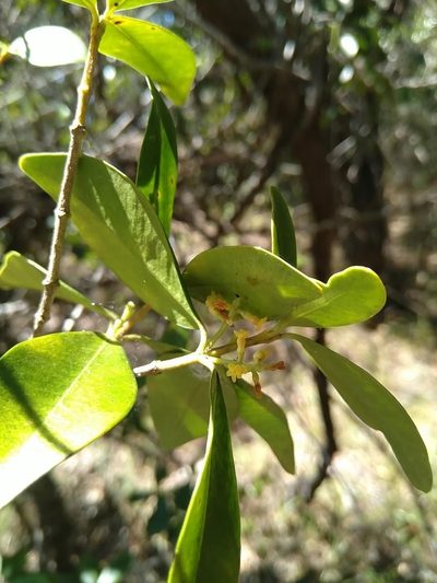 Alyxia spicata, photographed by Tony van Kampen