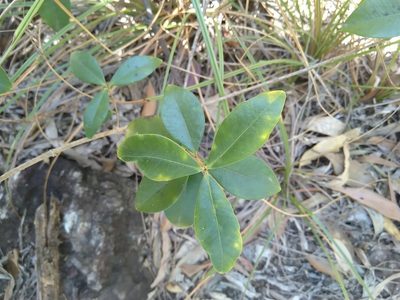 Alyxia spicata, photographed by Tony van Kampen