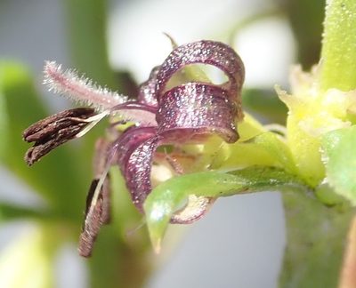 Carpacoce spermacocea, photographed by Nicola van Berkel
