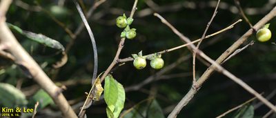 Diospyros lotus, photographed by Kim, Hyun-tae