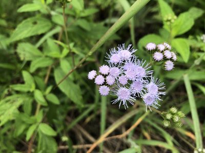 Ageratum corymbosum, photographed by Luis F. Ramírez