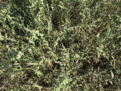 Atriplex oblongifolia, photographed by Pavel Kacl