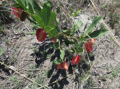 Combretum sericeum, photographed by Simon Tonge