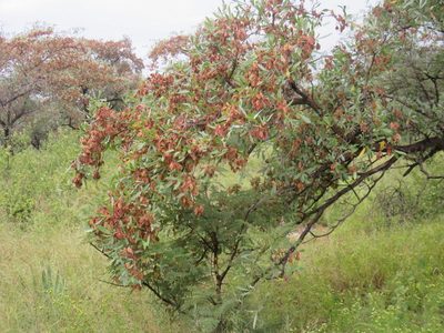 Terminalia brachystemma, photographed by Simon Tonge